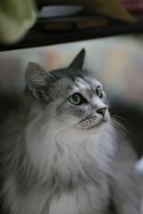 見上げるにゃにゃ