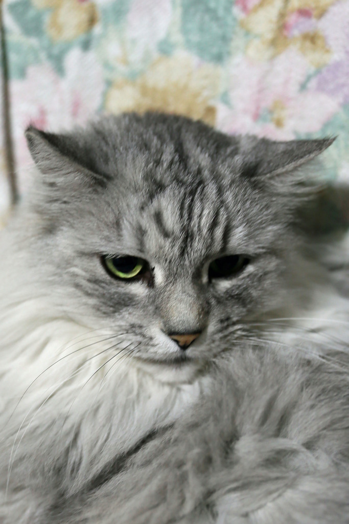 毛がふさふさその3