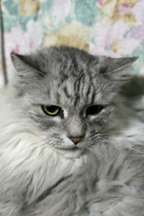 毛がふさふさその3