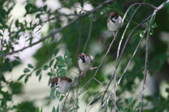 母ちゃんと子供たち