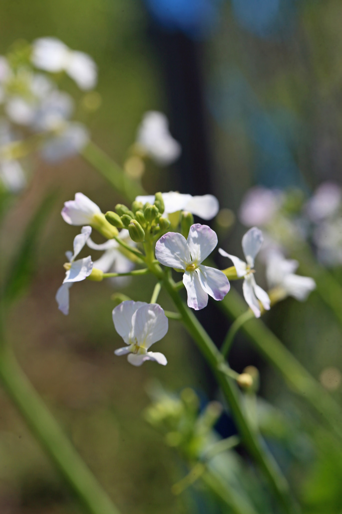 大根の花