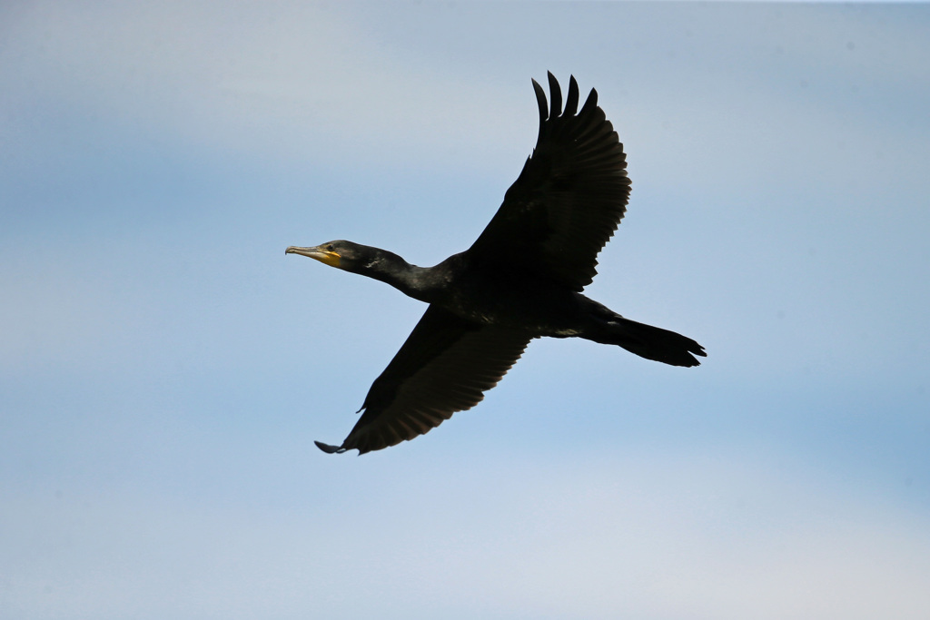 カワウがセーフ