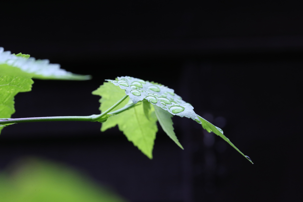 雨上がっちゃた