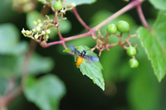 ウリハムシホバリング