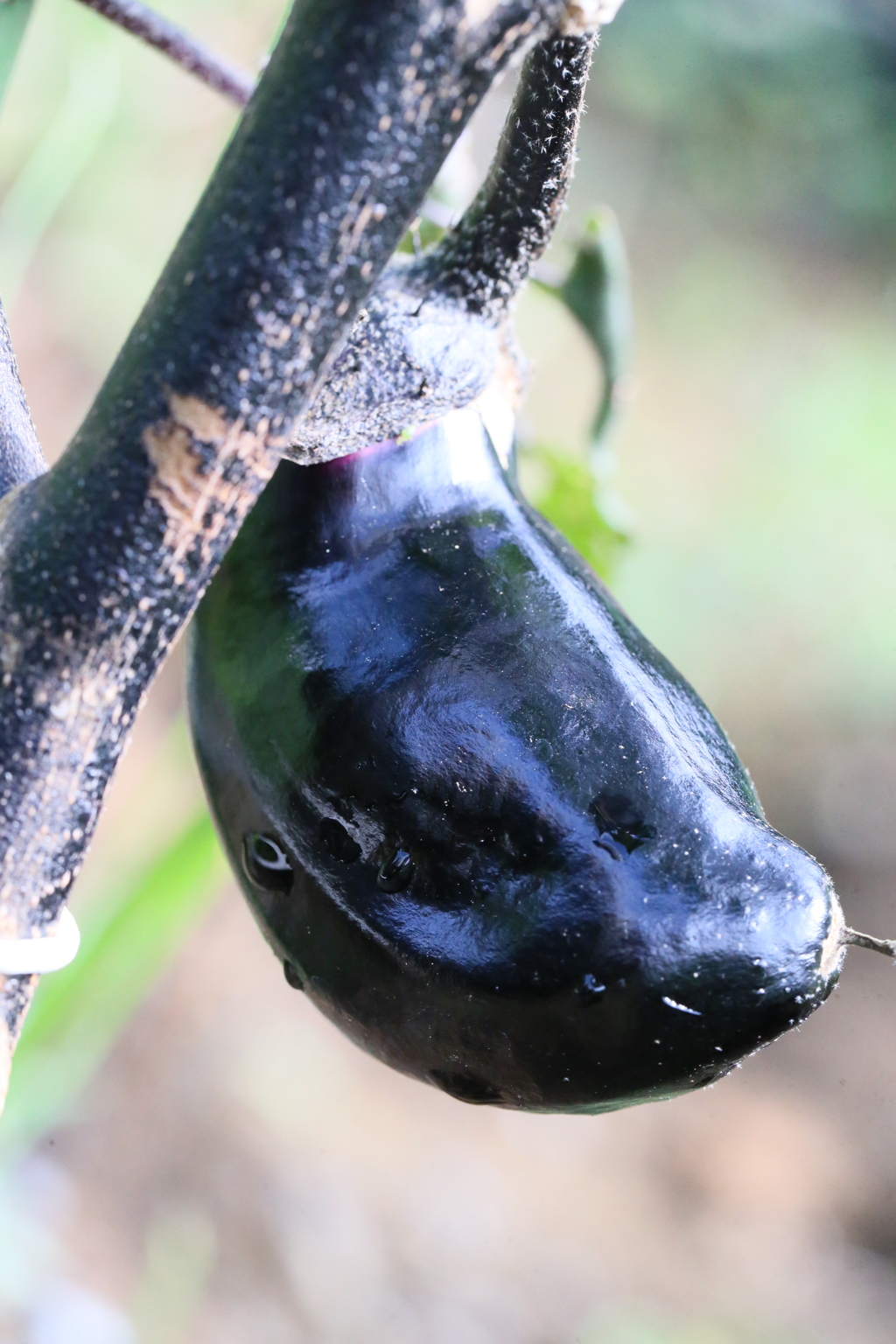今晩食べよっと
