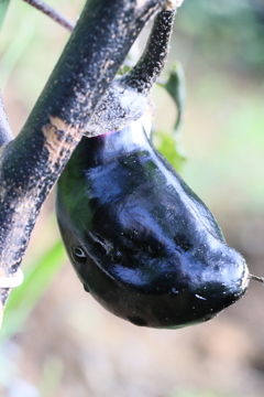 今晩食べよっと