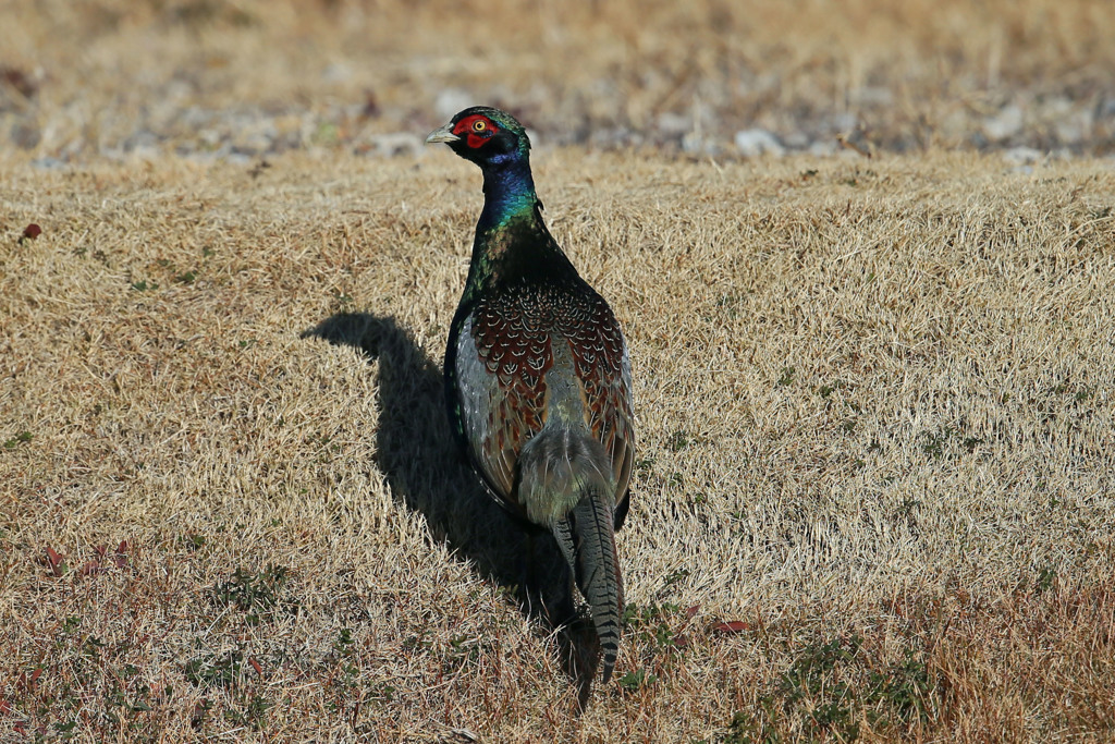 今年はめでたいキジ発見