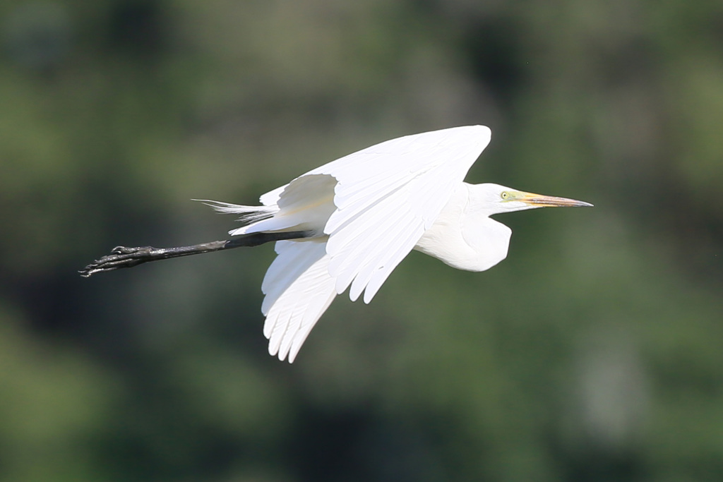 ダイサギコマ送り-2