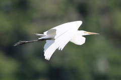 ダイサギコマ送り-2