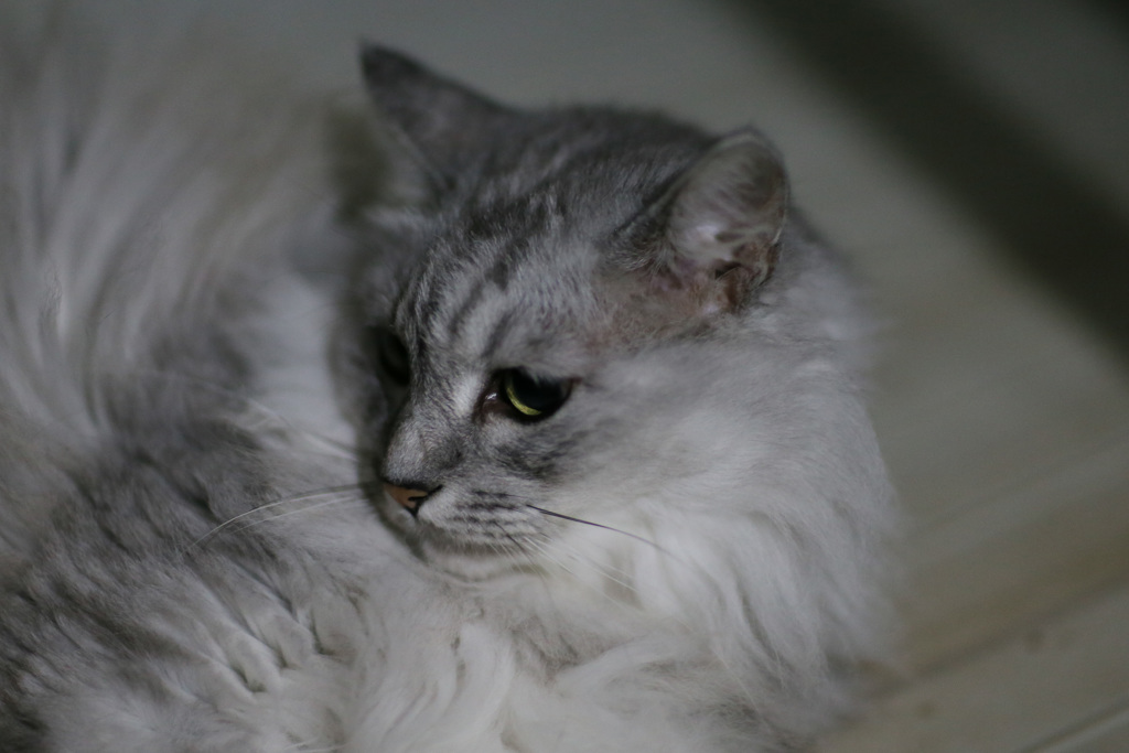 にゃにゃ登場-6