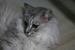 にゃにゃ登場-6