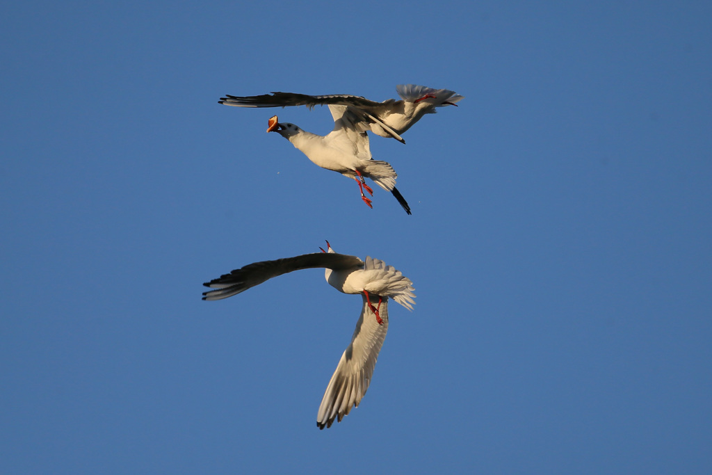 ユリカモメ空中戦その2
