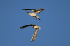 ユリカモメ空中戦その2