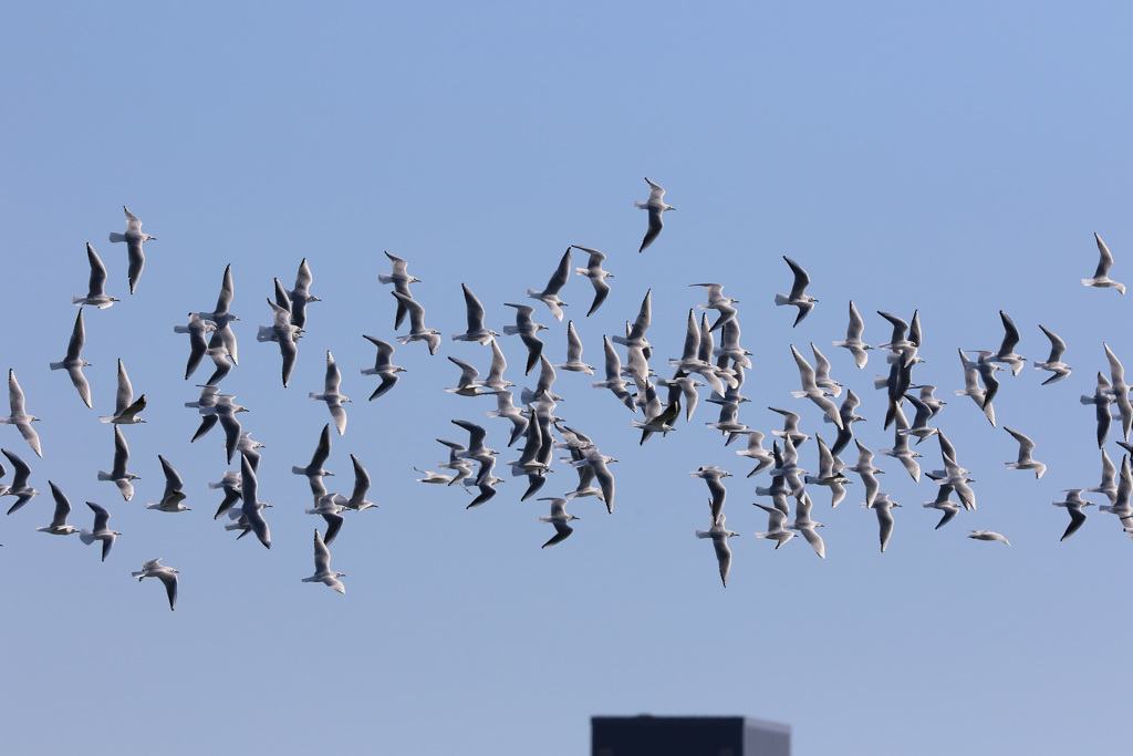 空一面にユリカモメ
