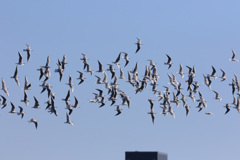 空一面にユリカモメ