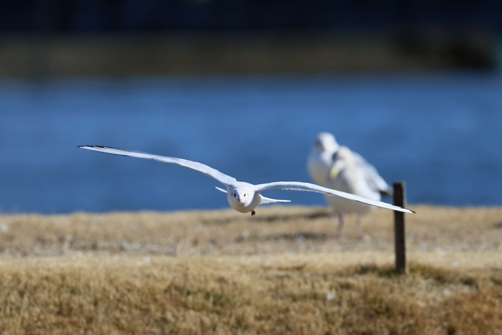 ユリカモメ飛び出し