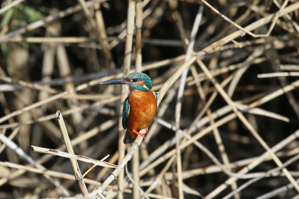 カワセミ定番写真