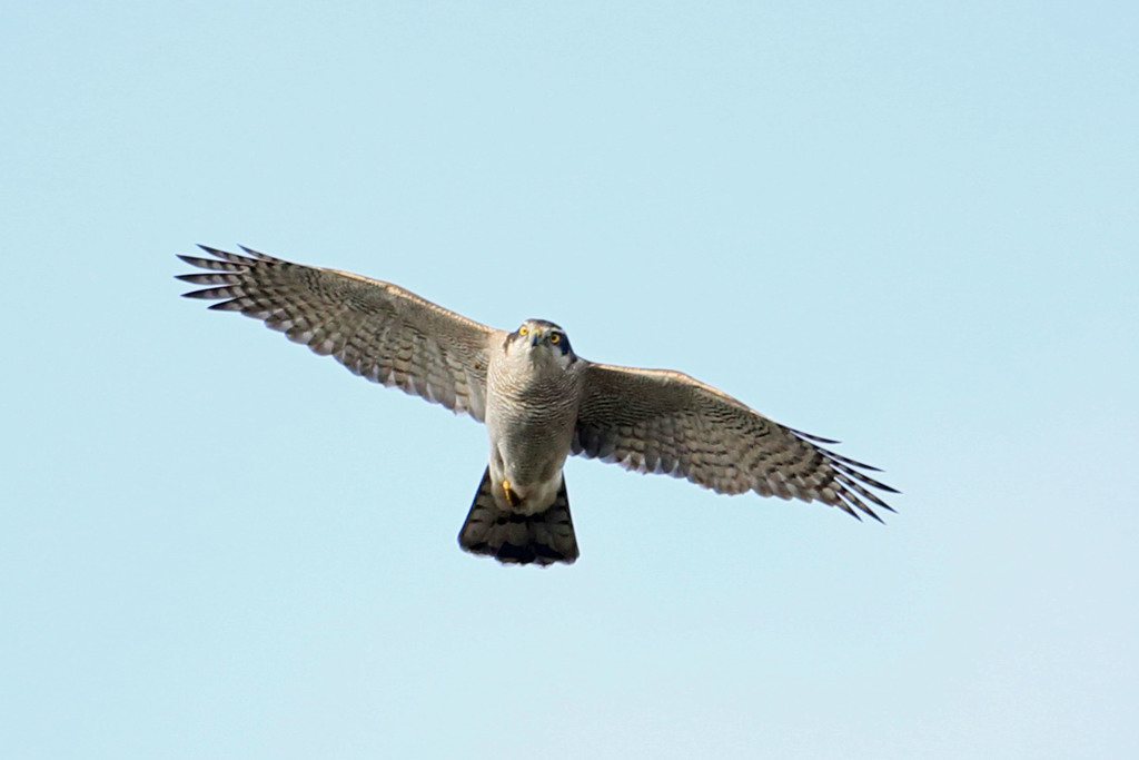 オオタカの飛び方その1
