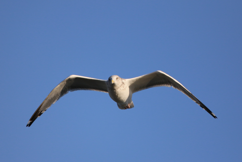 正面シリーズ-4