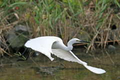 コサギがセーフ