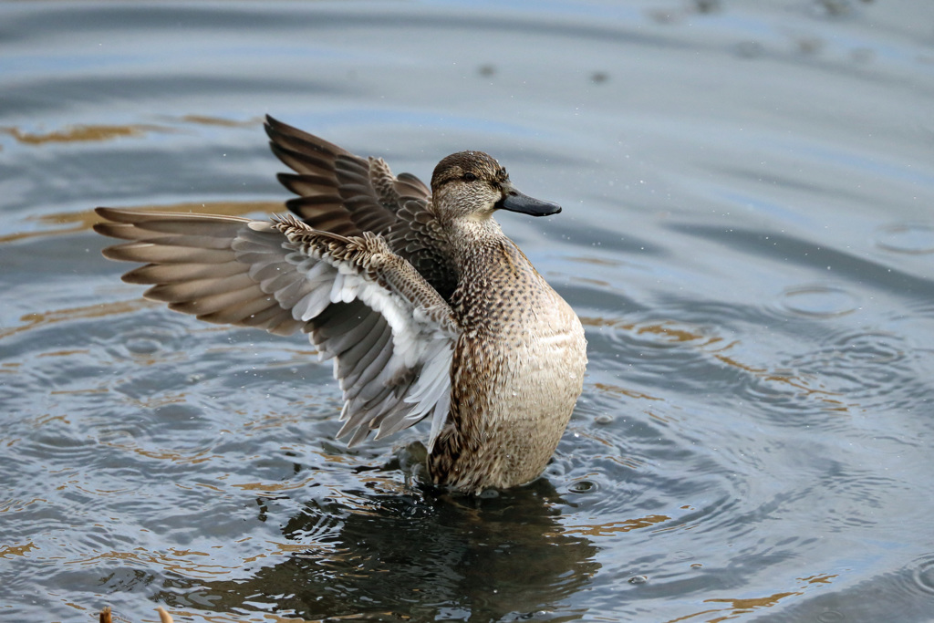 コガモ定番ポーズ-1