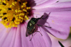 今日のサングラスおろしたてだぜ