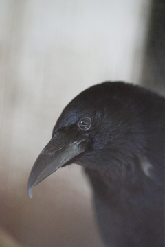 ソフトフォーカス