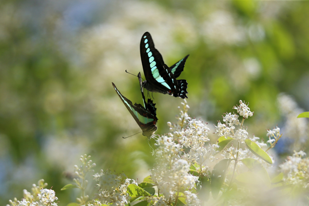 チョウが舞う-3