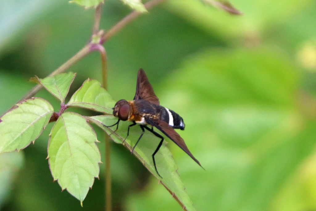 茶色のサングラス