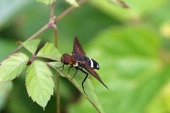 茶色のサングラス