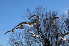 朝日を浴びて-2