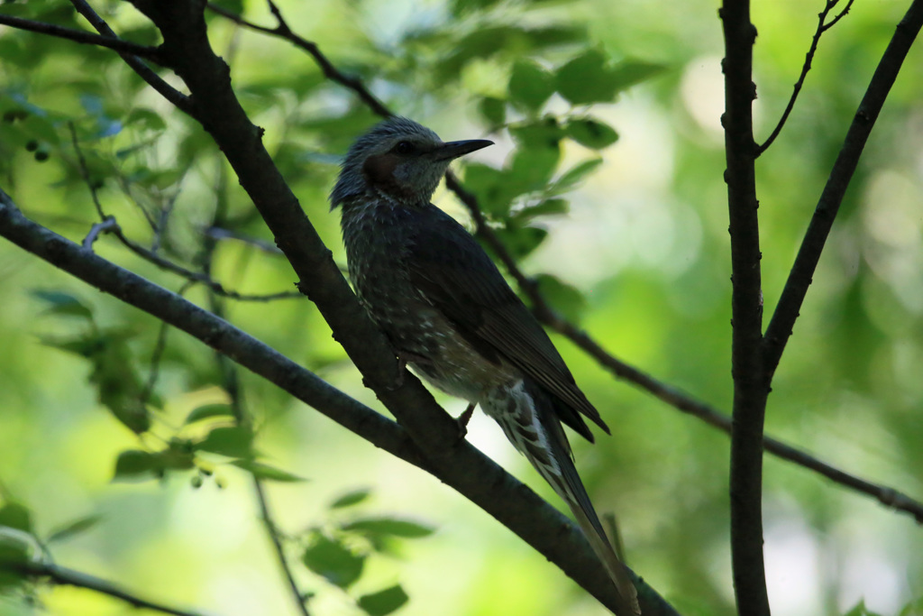 ヒヨドリポートレイト
