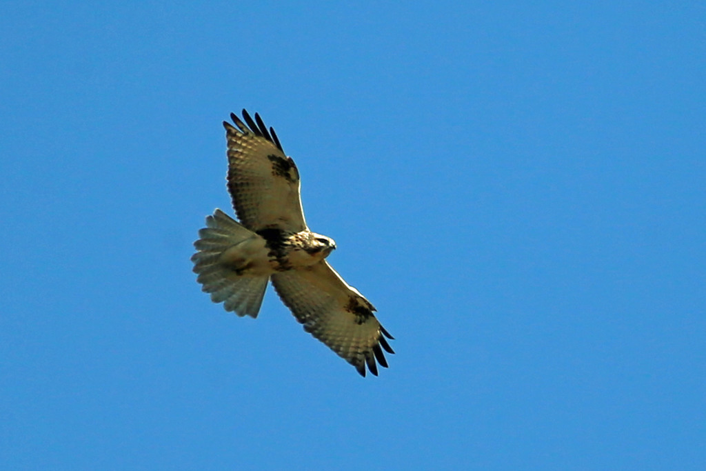 ノスリの飛び方その1