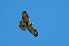 ノスリの飛び方その1