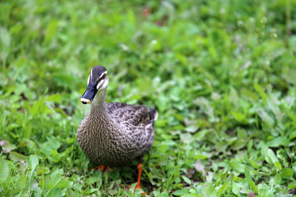 この草気持ちい～