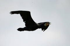 カワウのシルエット