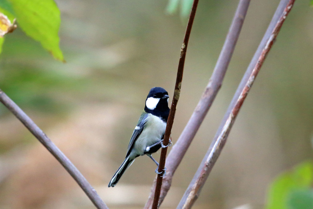 シジュウカラ君