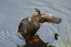 カルガモポーズ-5