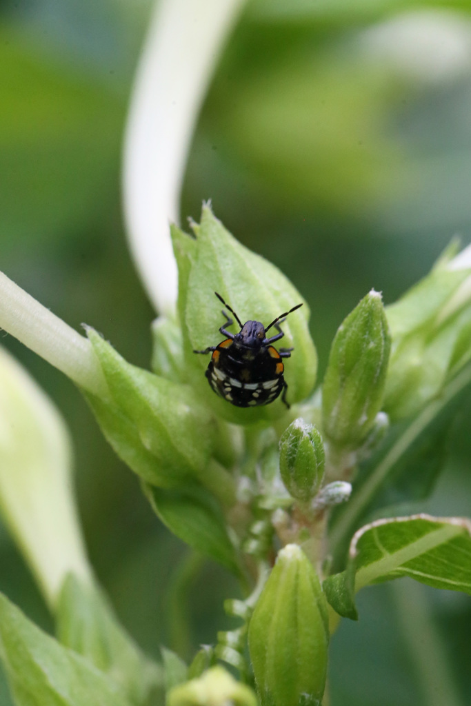 オシロイバナと…ムシ