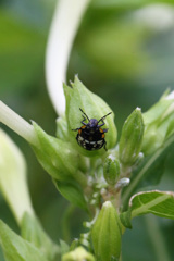 オシロイバナと…ムシ