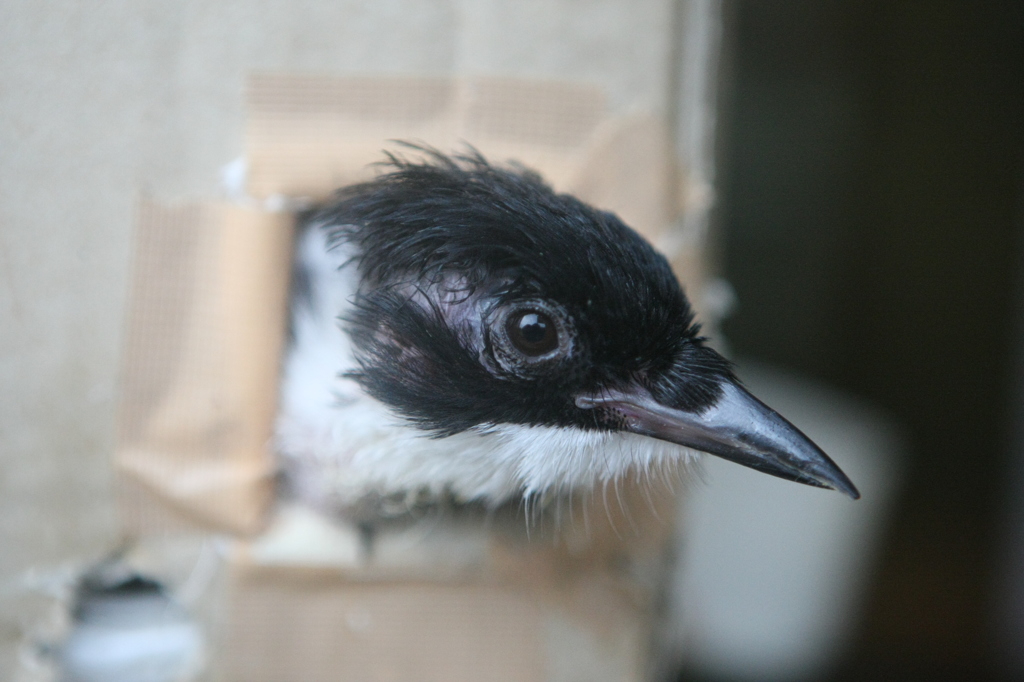 箱の中からオナガトリ