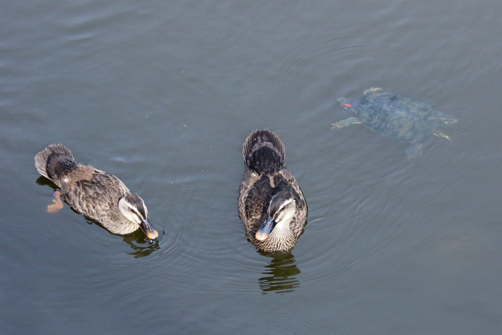 カルガモ雛とカメ