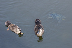 カルガモ雛とカメ