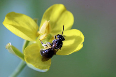 あなたのお名前は？