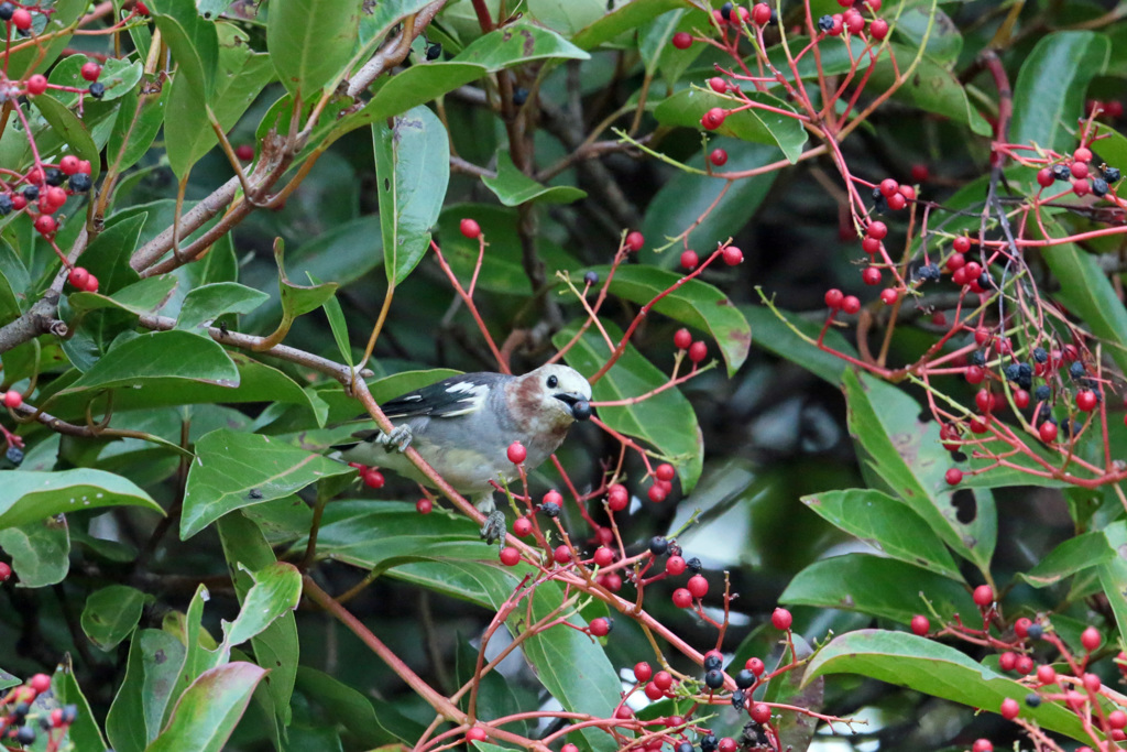 お食事ポーズ-3