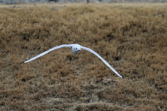 正面シリーズ-10