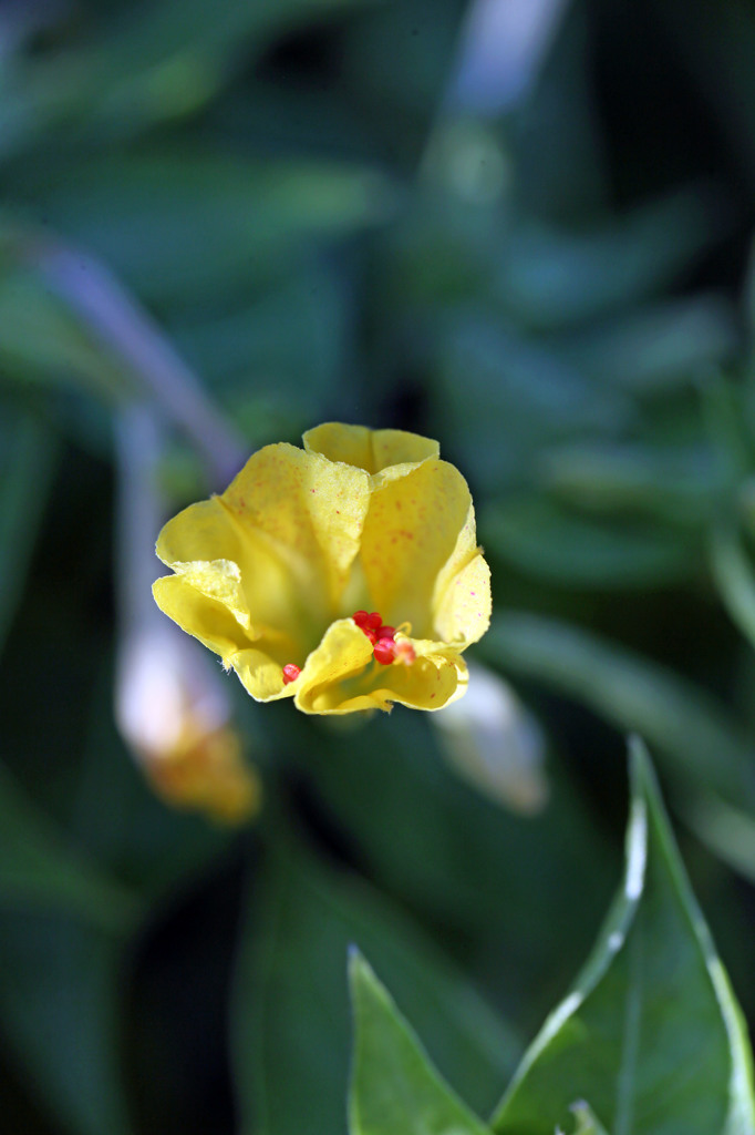 ふわっと咲いてます