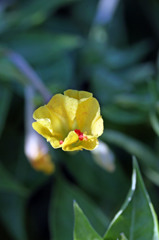 ふわっと咲いてます