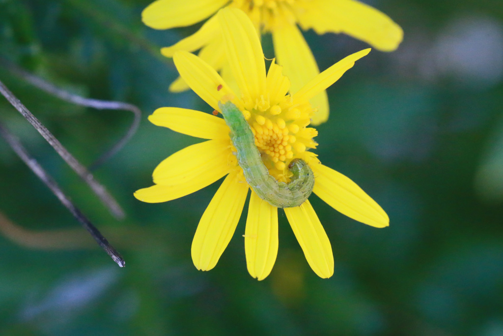 頭突っ込んでます