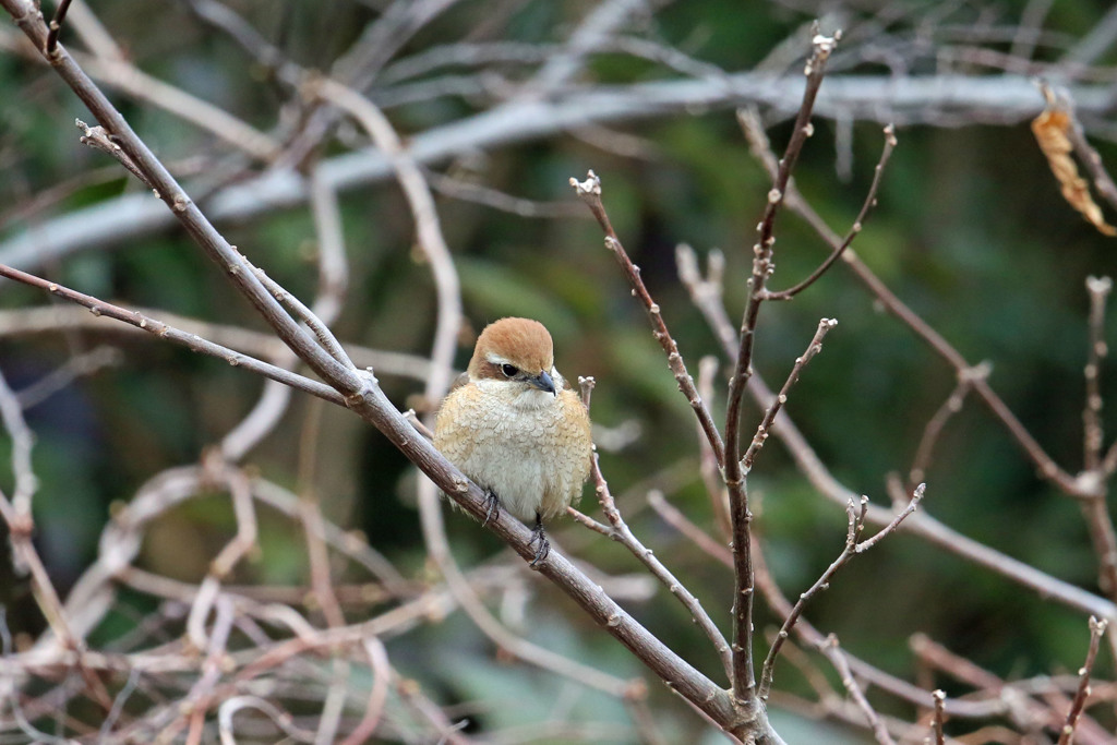 モズ子定番写真